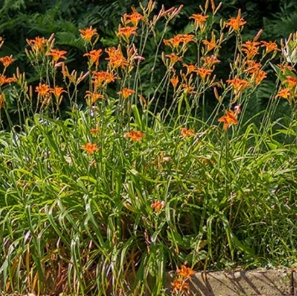 Tawny Day Lily 🌞  6 plants $15 - Picture 2 of 2